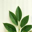 Image representing natural leaves and ingredients.