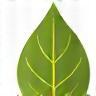 Icon representing natural ingredients